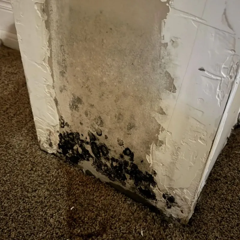 Professional Mold Removal in Le Sueur County, MN